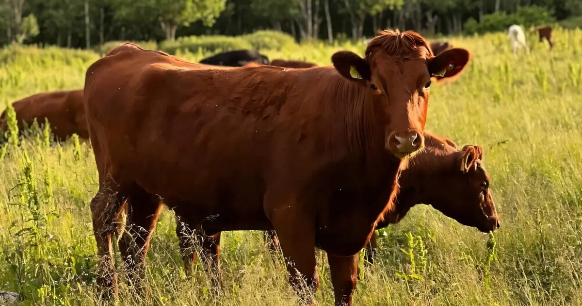 Huge, specially designed heat pump saves a Norwegian agricultural cooperative millions