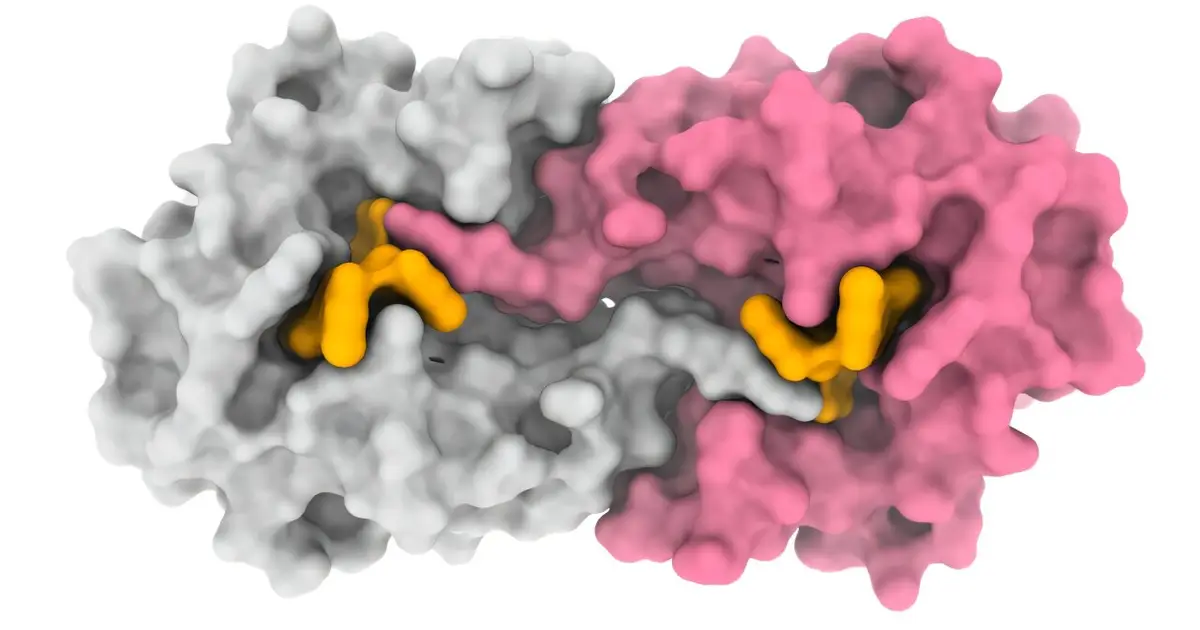 Reconstructed ancient protein maps how bacterial enzymes evolved distinct functions