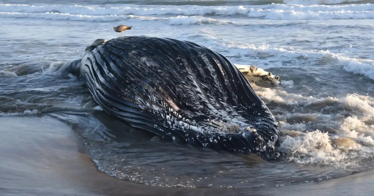Whales at risk, hungry pelicans: Marine heat wave hits California