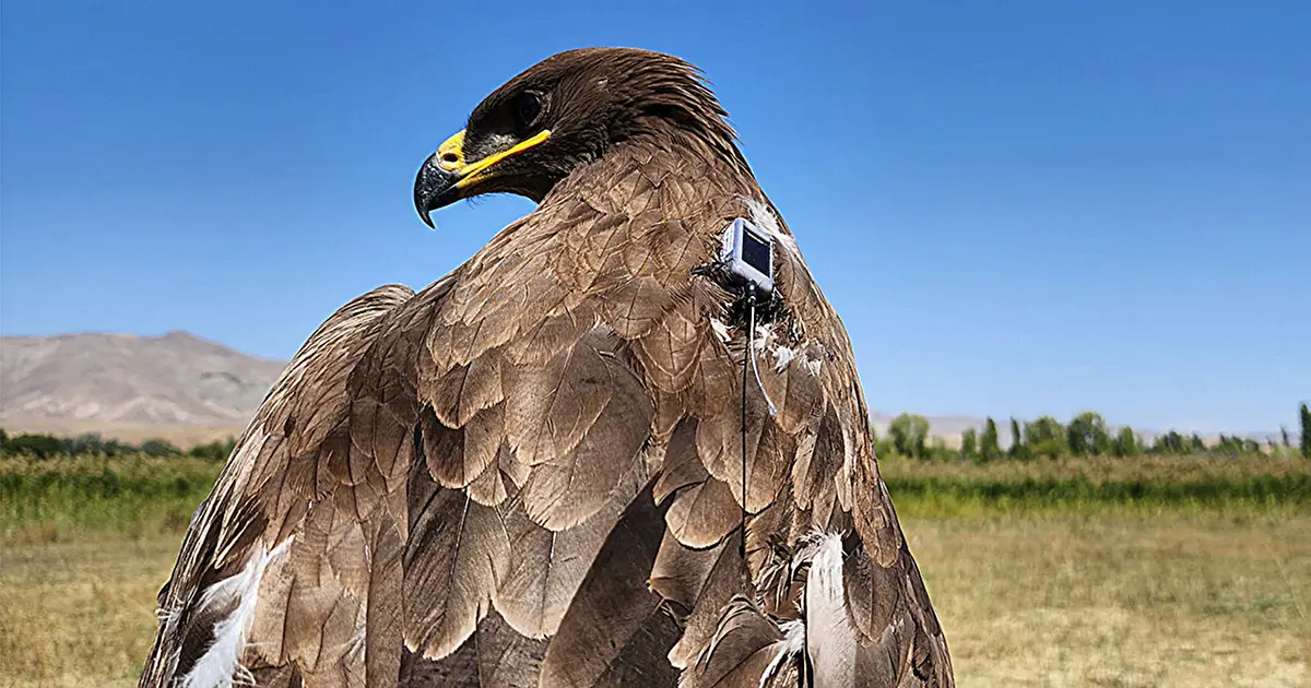 A never-before-seen picture of eagle migrations