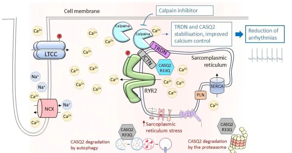 A protein-degradation mechanism opens a new treatment route for an inherited arrhythmia