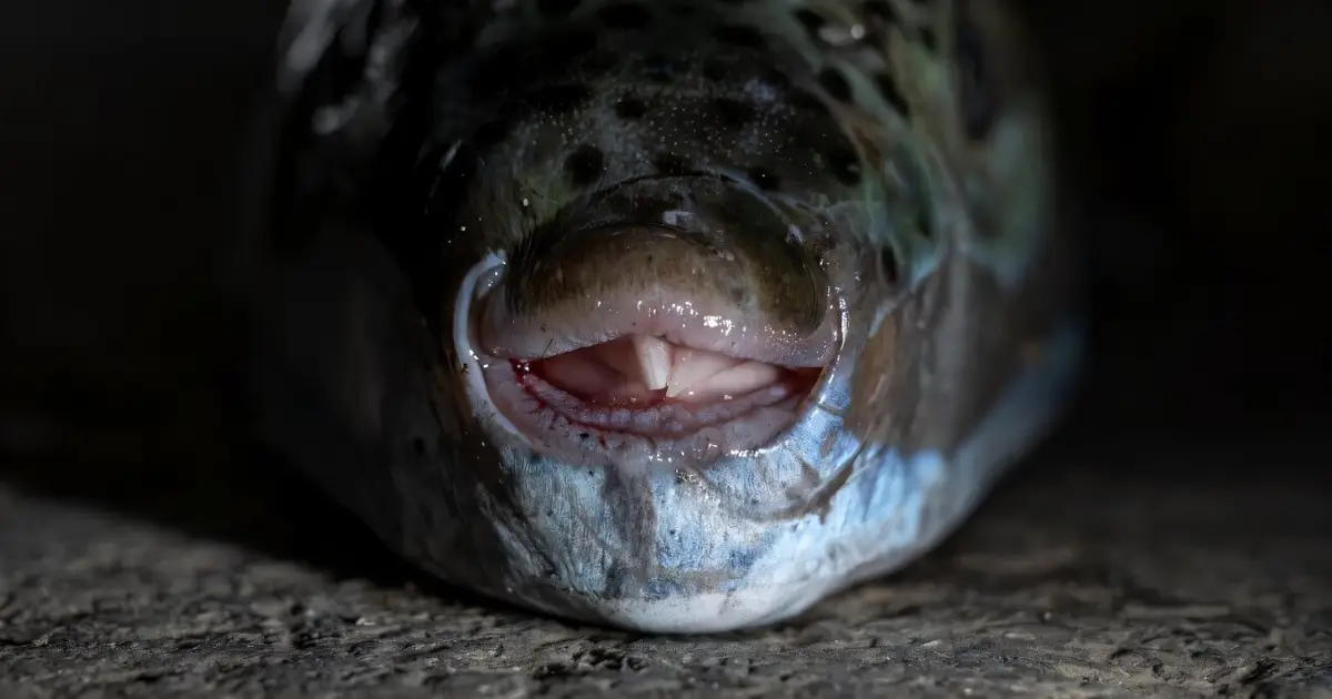 Greek fishermen struggle to keep up with pufferfish invaders