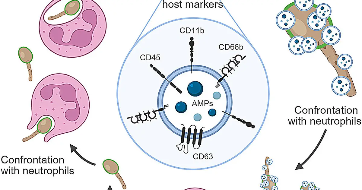 Neutrophil vesicles help Candida albicans evade immune-cell engulfment