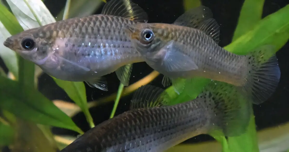 Groups of genetically identical fish follow different behavioral paths as they mature