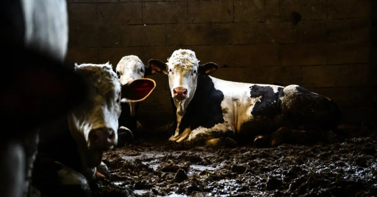 Dangerous livestock pest case confirmed in Texas