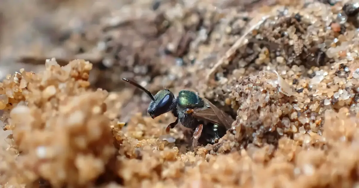 A vital native bee highway can start in your own backyard