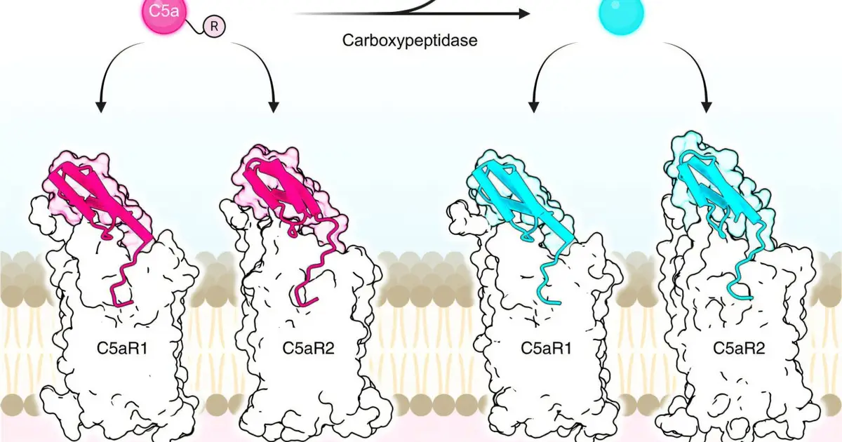New drug unlocks elusive immune receptor, opening path toward motor neuron disease treatments