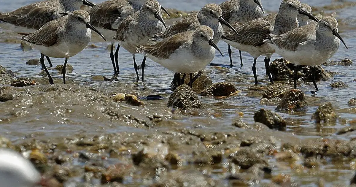 How drone AI could help endangered birds