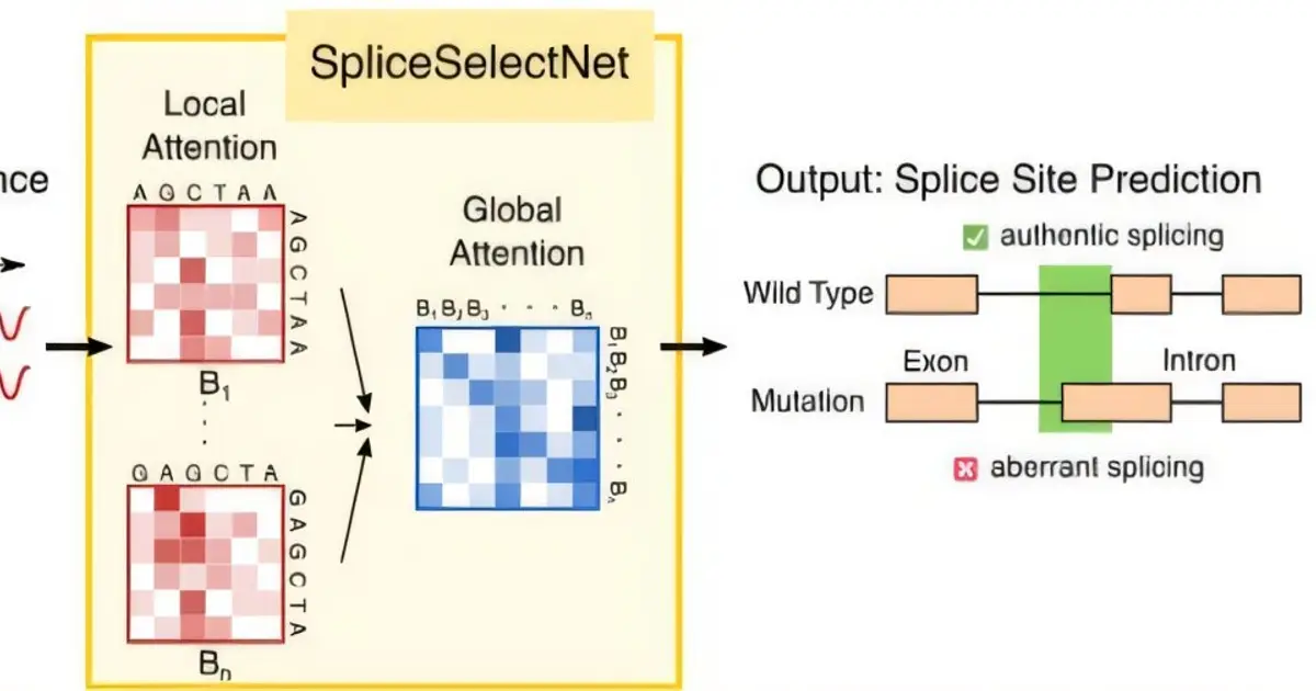 AI deciphers long-range DNA signals behind RNA splicing