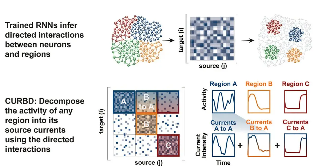 AI framework decodes how brain regions talk to one another