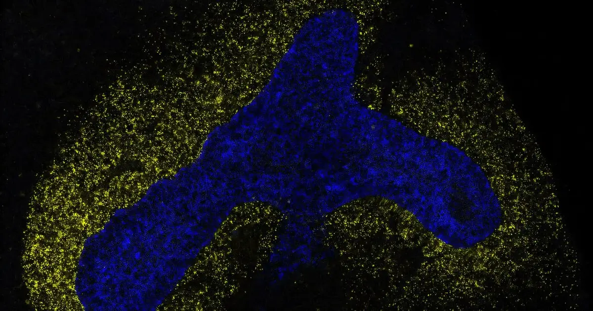 AI reveals a shared language guiding cell development