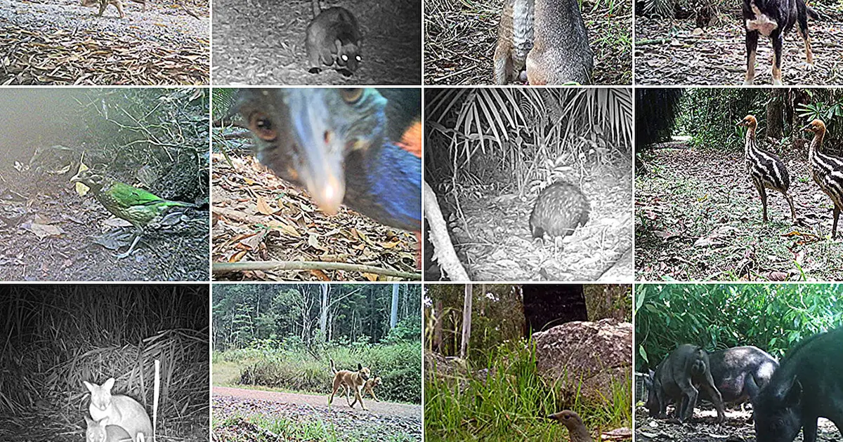 AI to rescue Australian wildlife research drowning in data
