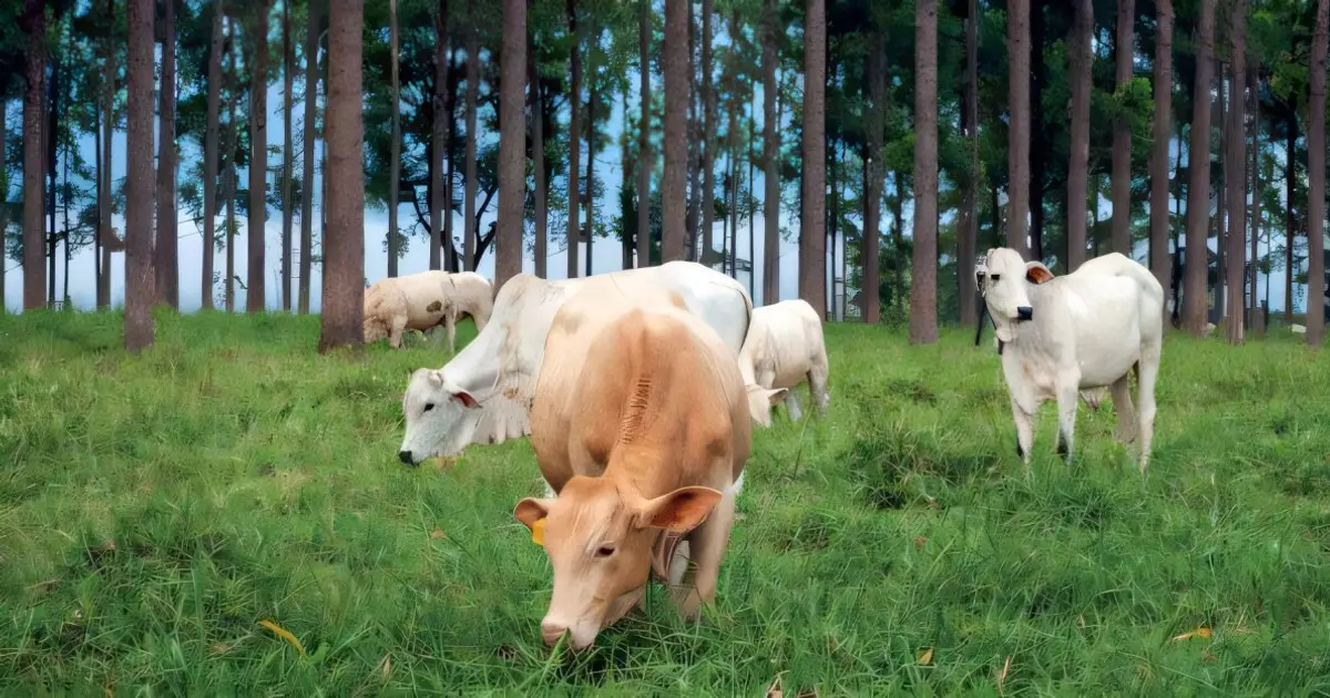 Although research on animal production and climate is growing, implementation in the field remains challenging