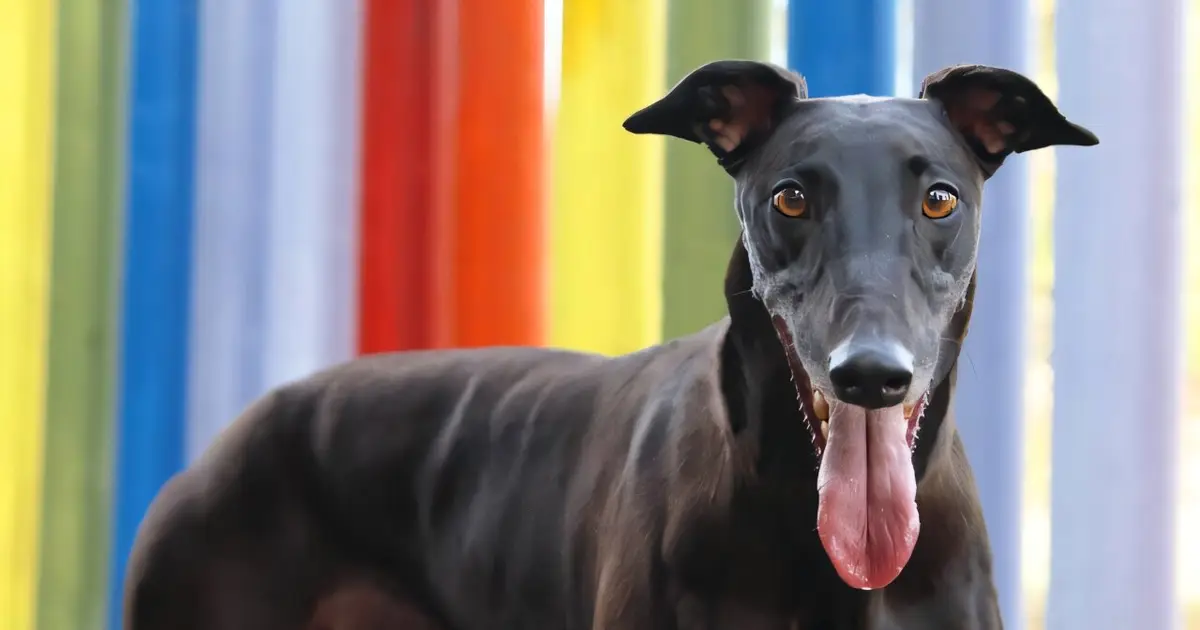 Greyhound racing just turned 100, and says its dogs are fine. But are they?