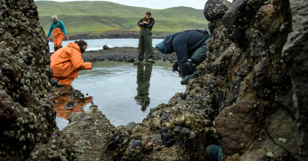 Ancient DNA offers hope for California's critically endangered black abalone