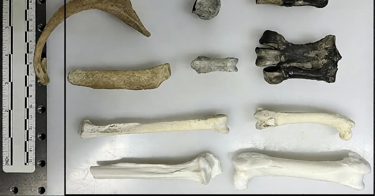 Ancient penguin fossils offer new window into Antarctica's changing climate