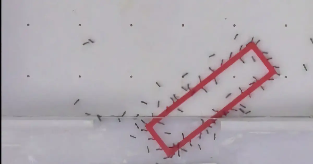 Ant teams beat gravity-based puzzle solvers