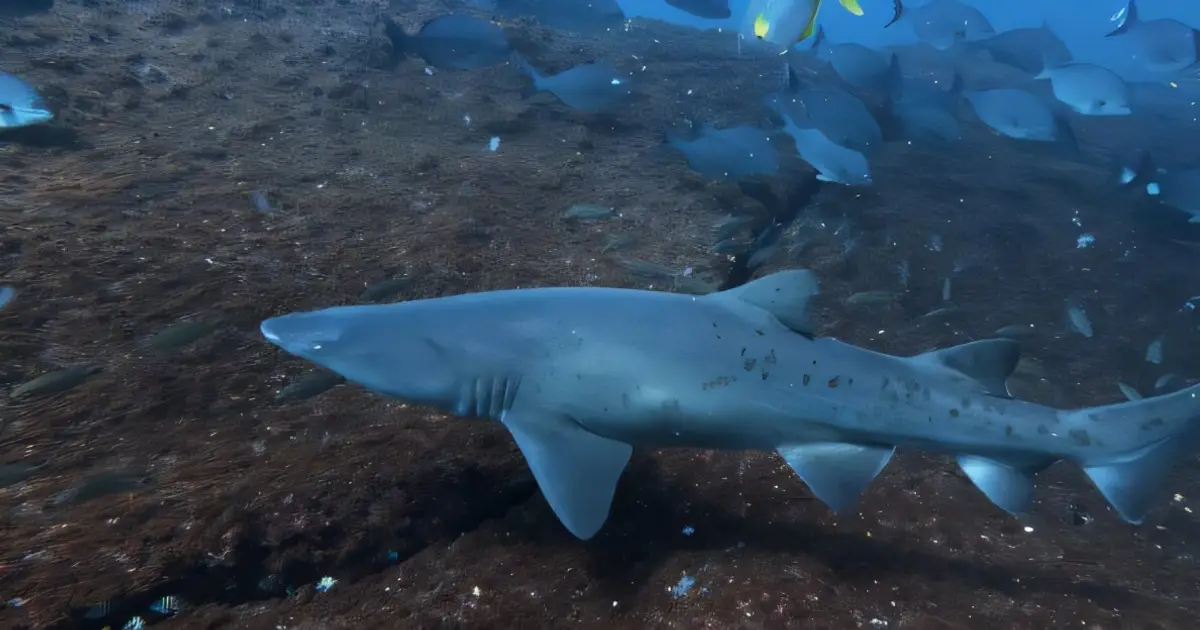 São Paulo archipelago serves as a breeding ground for endangered sharks