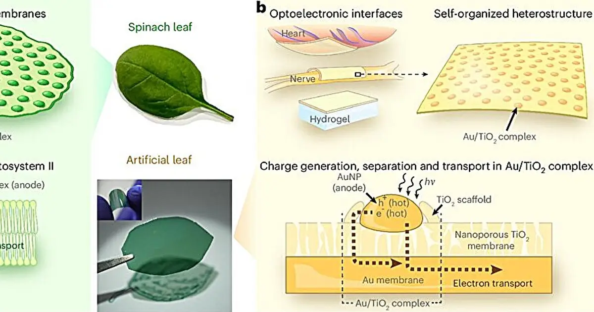 Artificial 'leaf' powers wireless biomedical device