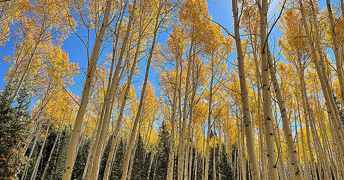 Aspens 'remember' past drought in their leaves, 3-year experiment finds