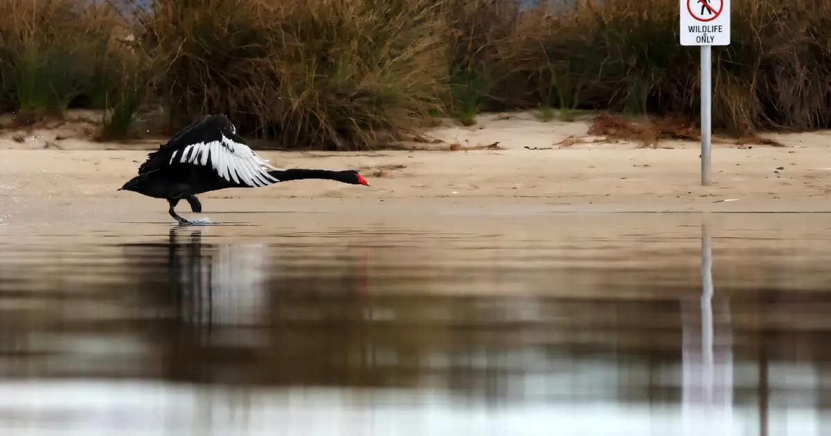 H5 bird flu detected in second Australia state