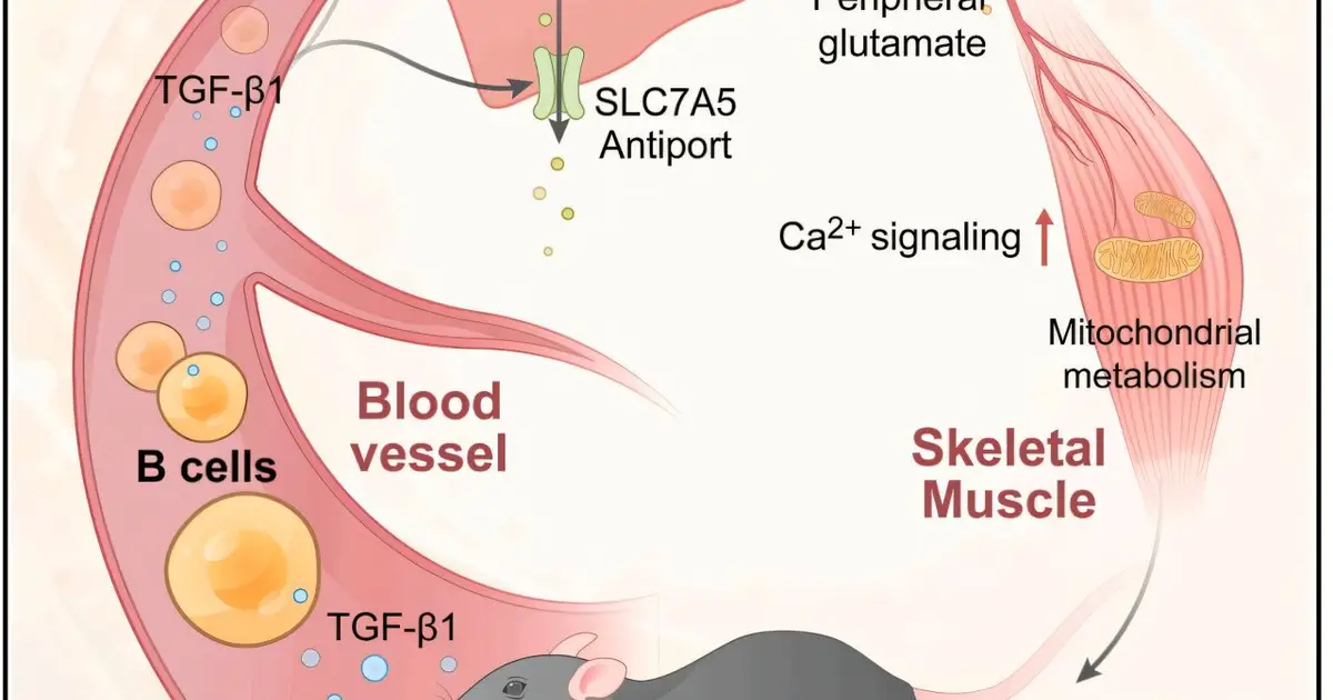 B cells that fight infections may also boost muscle performance during exercise