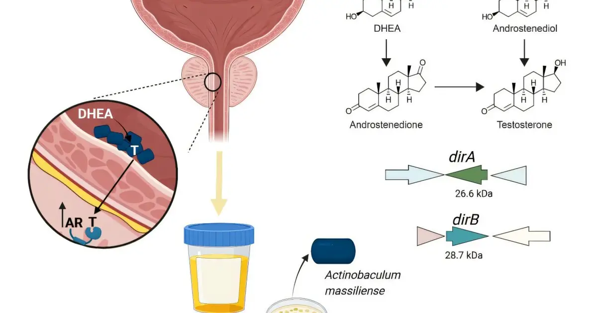 Bacteria that can make testosterone: What could that mean for prostate cancer?