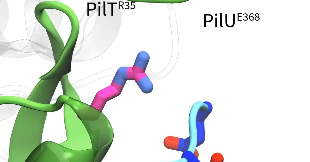 Bacteria use linked motors to reel in resistance DNA with extreme force