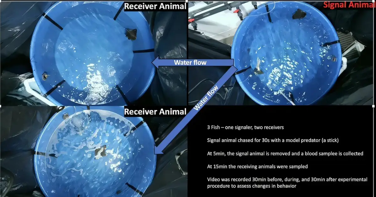 Bat rays employ a chemical cue to warn others of danger