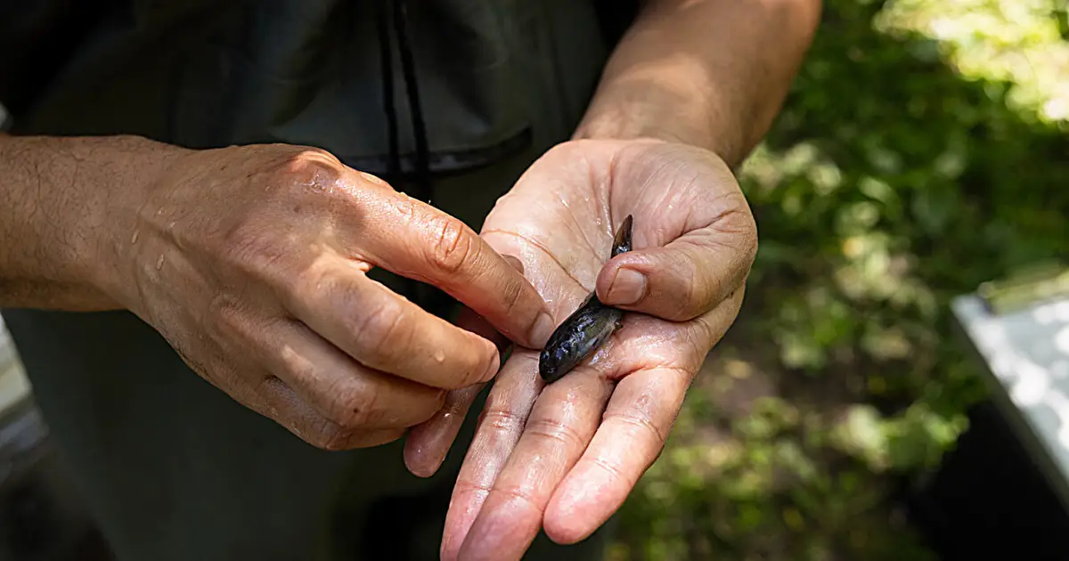 Billions of invasive round goby are in the Great Lakes. Researchers want to stop them from spreading inland