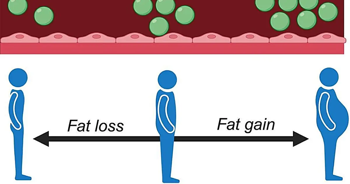 Biomarker discovery could advance treatments for obesity-related health risks