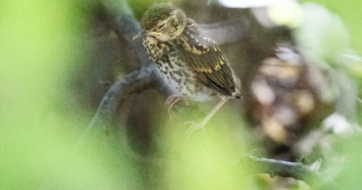 From birds to fish, how extreme heat causes wildlife to suffer