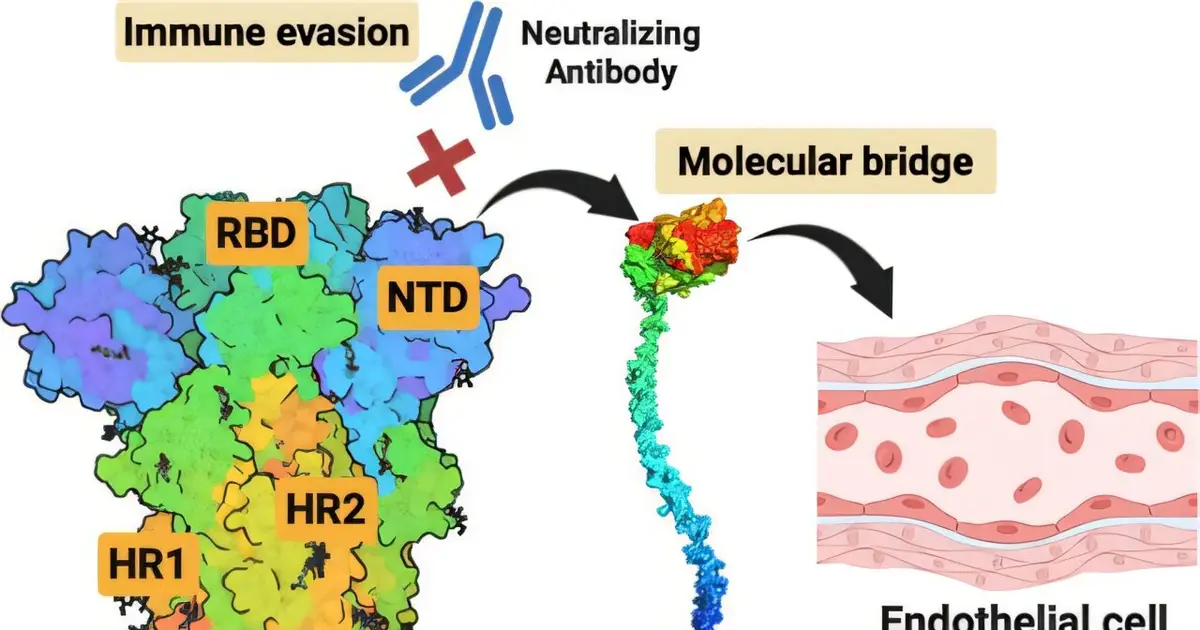Blood-clotting protein may be SARS-CoV-2's hidden accomplice, helping it hide from antibodies and reach blood vessels