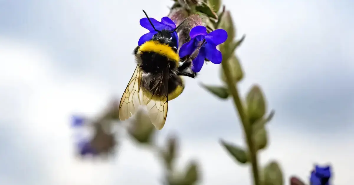 Heavy traffic can turn flower-rich verges into bumblebee traps, study finds