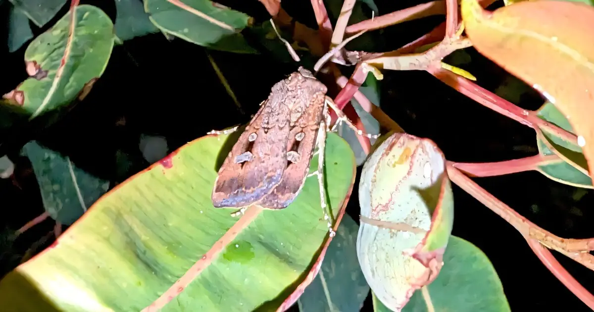 Return of swarming moth spectacle has Australia in a flutter
