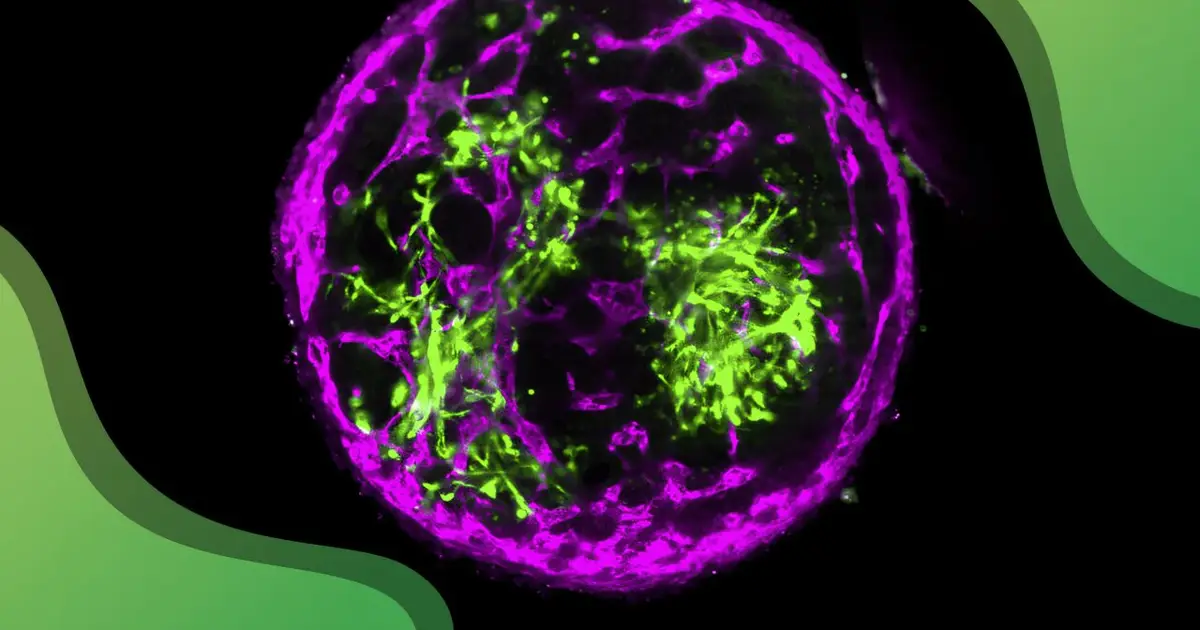 Bovine stem cells offer new approach to future cultivated steak research