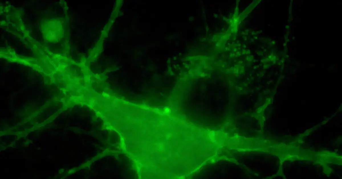 Brain cells regulate cholesterol to control neuron signaling
