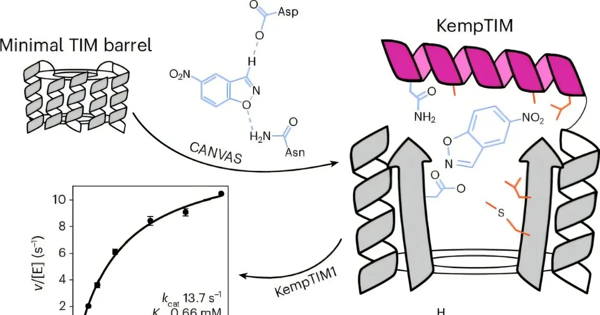 New workflow transforms nonfunctional protein scaffolds into active enzymes