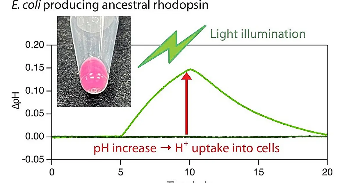 Bringing ancient light-sensing proteins back to life