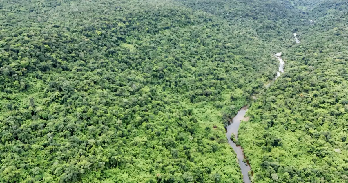 Cambodia wants to bring tigers back, but should it?