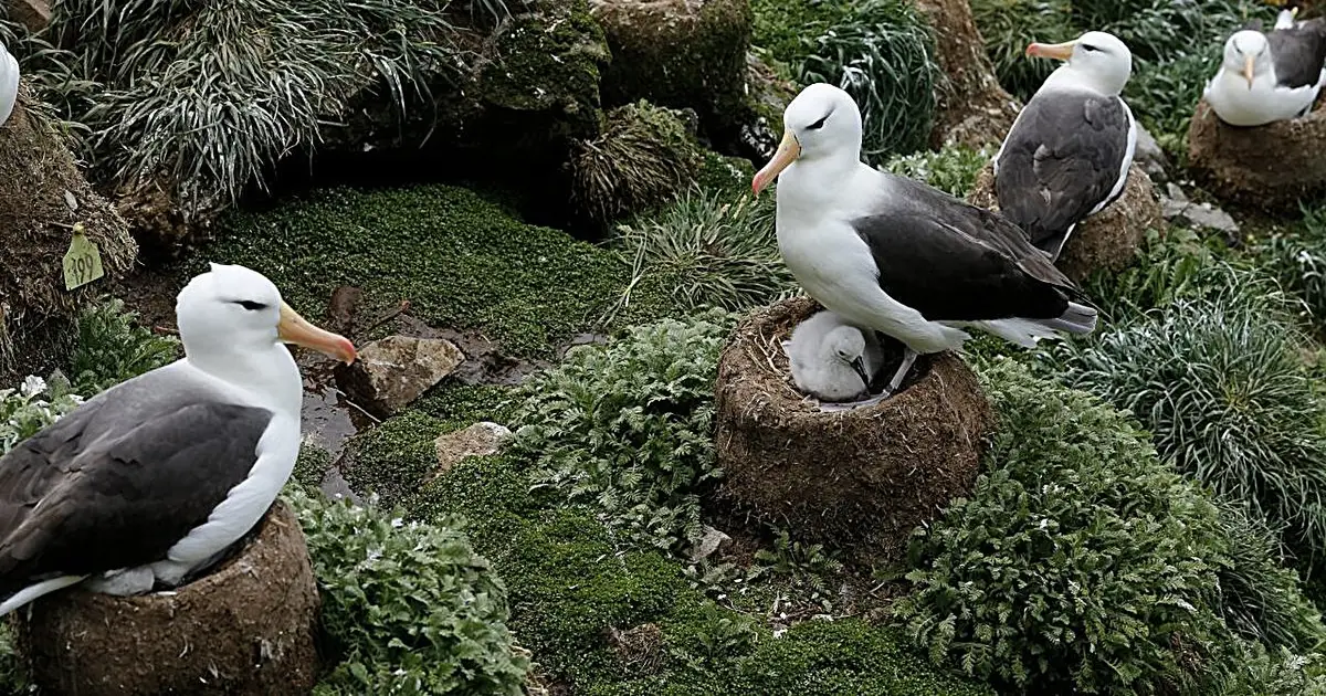 Can a long-lived seabird evolve fast enough to avoid extinction under a changing climate?