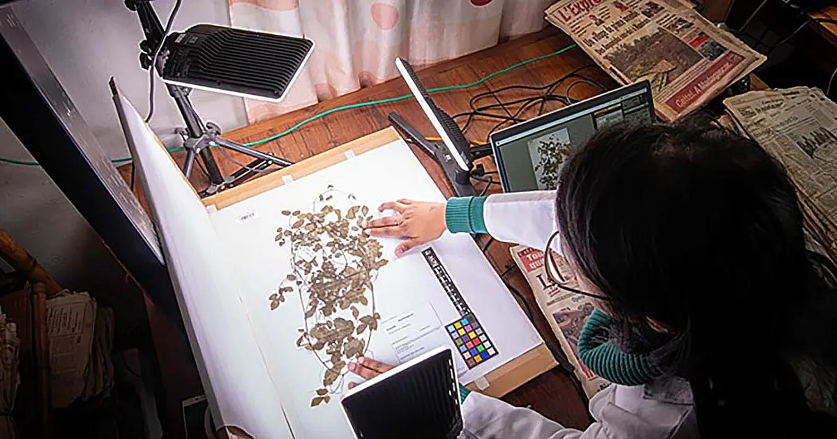 AI and 8 million digitized plant specimens reveal how the climate is changing nature in large parts of the world