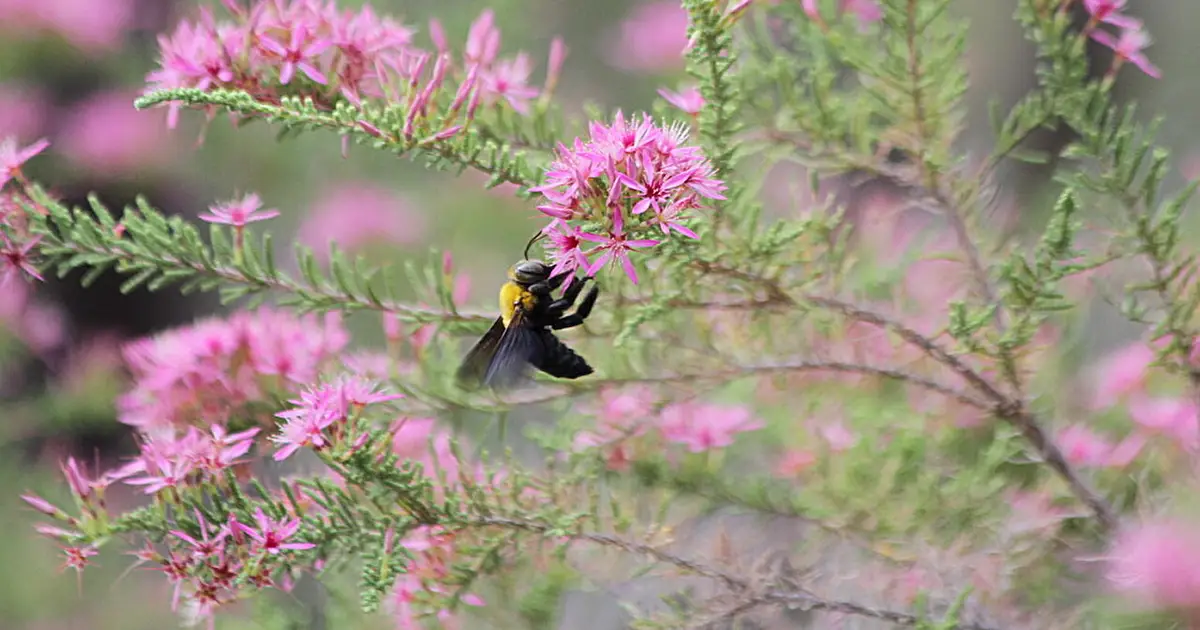 Some bees cannot escape rising heat, and their tiny homes make crisis even harder