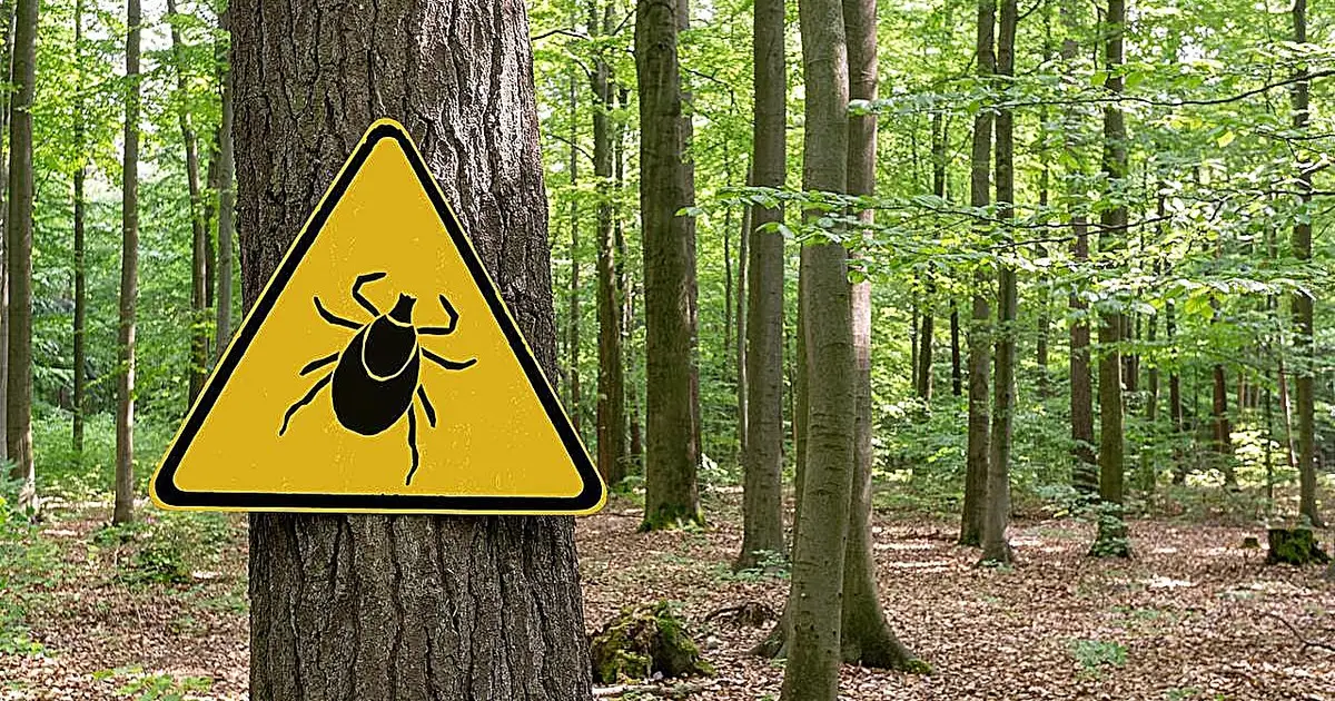 Cases of rare but dangerous Powassan tick virus rising in US