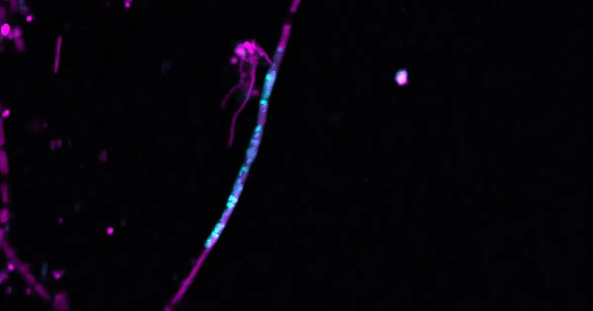 Jumping gene caught moving between species in first direct observation