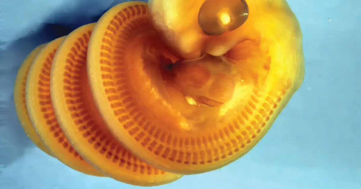 Caught right-handed: Mystery of coiling snake embryos explained