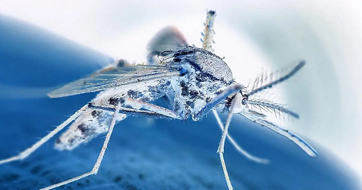 CDC: reveals 1,955 arboviral disease cases reported in 48 states, D.C., in 2024