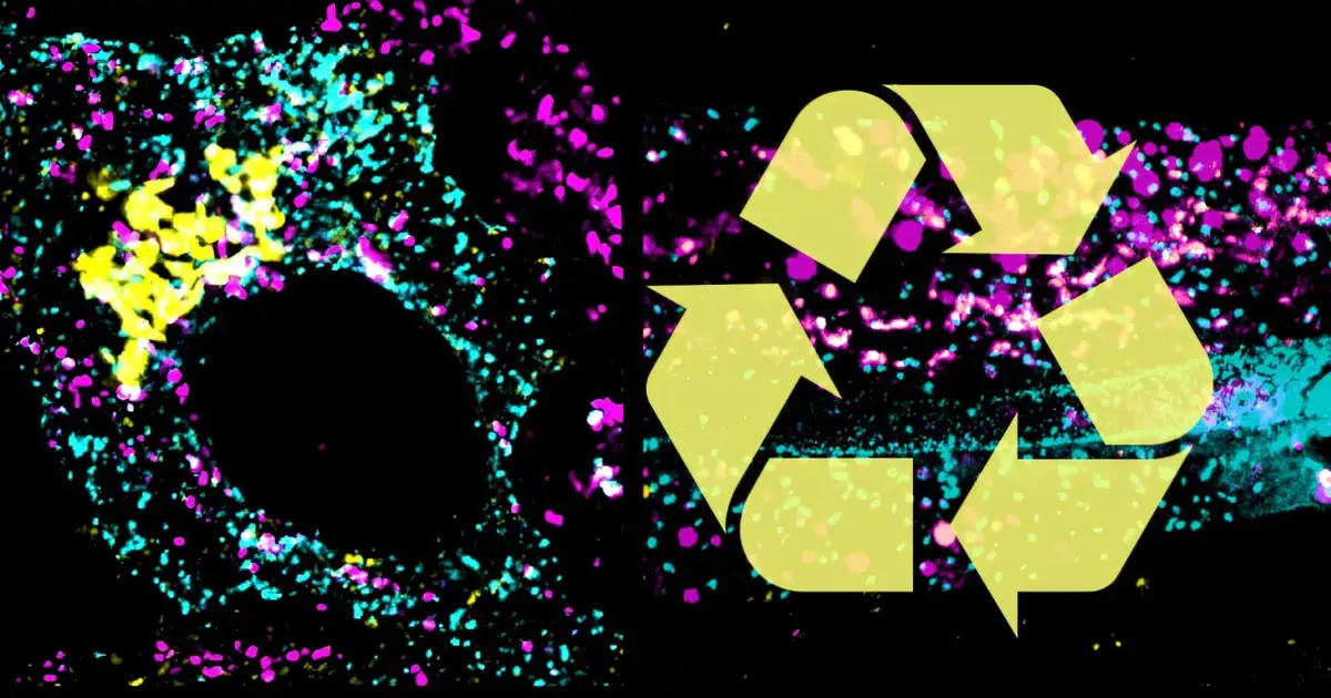Molecular switch controls how cells load cargo for recycling
