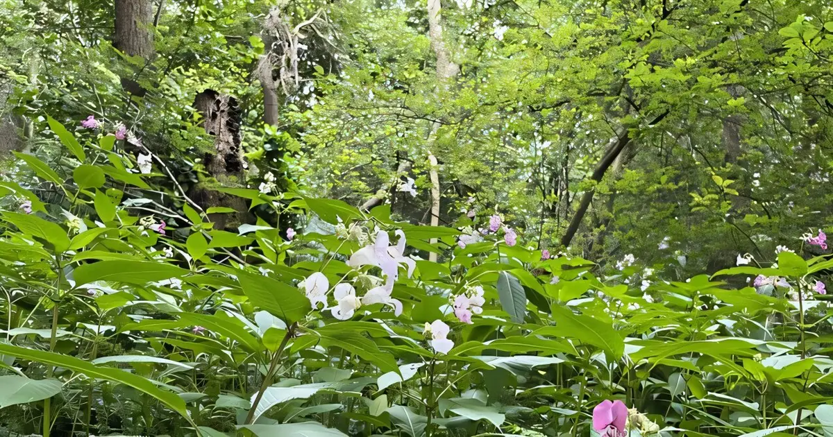 Chemical control dominates global fight against invasive alien plants