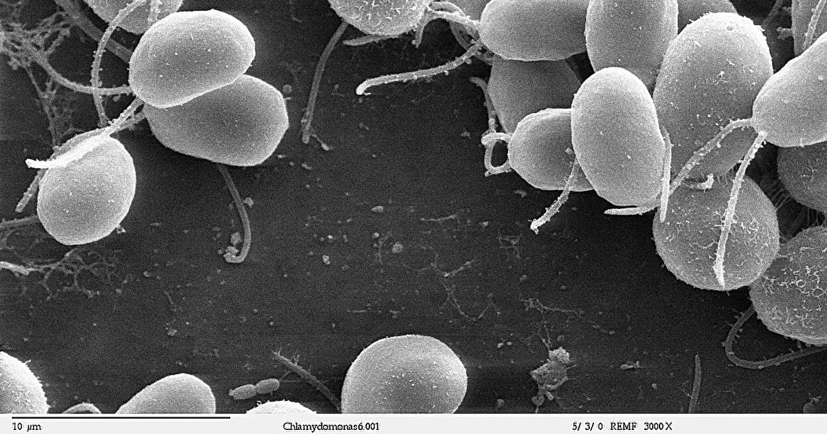 Hidden protein switch controls photosynthesis as light conditions change